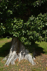 Baum mit Efeu bewachsen