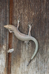 Lizard on a wooden wall closeup, Mistras, Greece