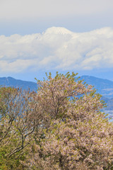 Fuji mountain with sakura cherry blossom in spring season, Japan