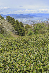 Landscape of tea field  in spring season at Nihondaira, Shizuoka prefecture, Japan