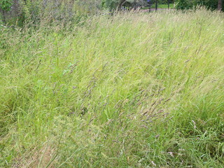 not cut grass near the village house