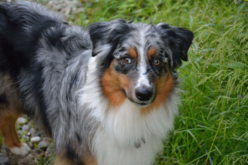 Australian Shepherd