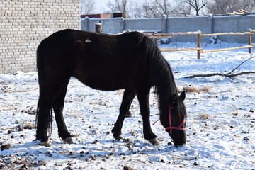 Зимняя лошадь