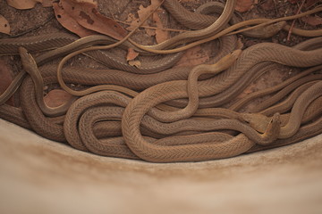 group of small brown snakes in a pit, outdoors in Africa on a sunny summer day