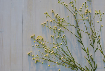 Corner arrangement of white wildflowers on white wooden planks background. Top view, Flat lay, free space
