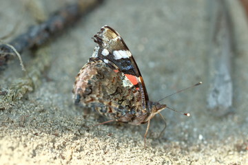 Butterfly on ground, partly in soft focus, wings folded, visible beautiful pattern upper and lower side of it, antennaue illuminated at the end, macro