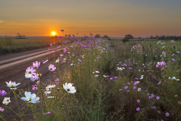 Cosmos flowers next to the road at sunset