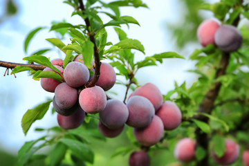 Delicious ripe plums on tree branch in garden