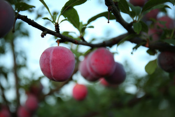 Closeup of ripe plum on tree branch in garden