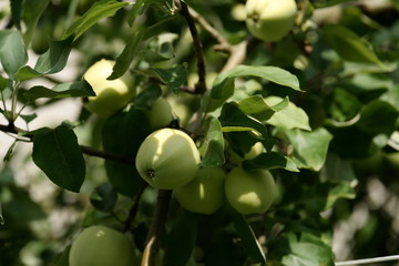 Apples