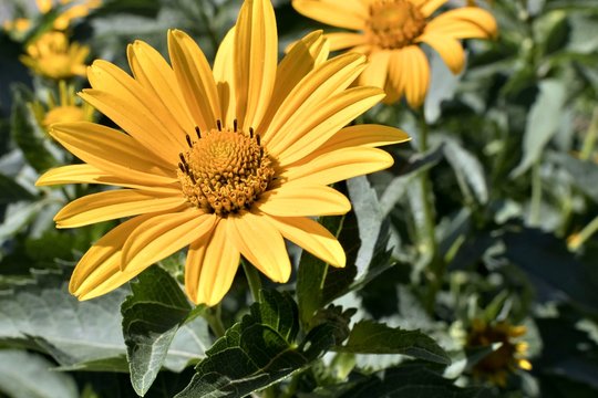 yellow flowers Sunny heliopsis