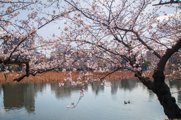 Obraz premium Cherry Blossoms in Full Bloom by the Water