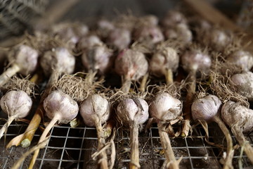 Drying garlic