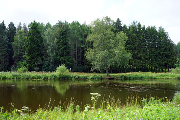 River and forest
