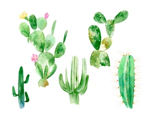 Foto op Canvas Set aquarel cactus illustraties op witte achtergrond in vector-formaat. Handgetekende bloeiende planten set voor kantoor binnen. Bloesem Mexicaanse cactus uit de woestijn. © Arttabula