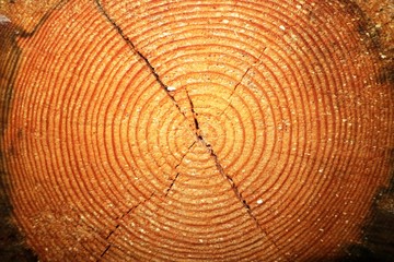 Background of cut wood and rings.