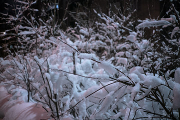 the ice on the bushes