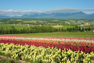 Idyllic countryside landscape with rows of flowers and mountains