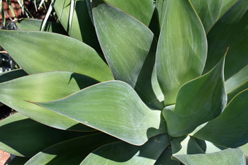Aloe Vera Plant #4