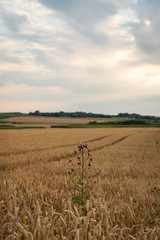 Distel im Feld