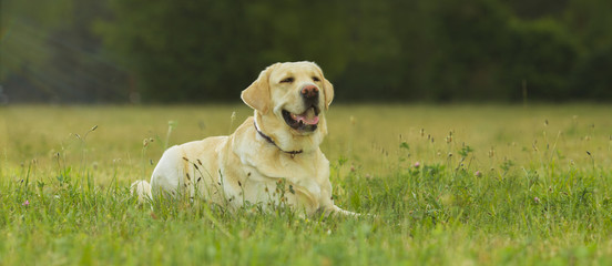 The dog Labrador sits on a meadow