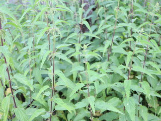 dense thickets of nettle on a summer day