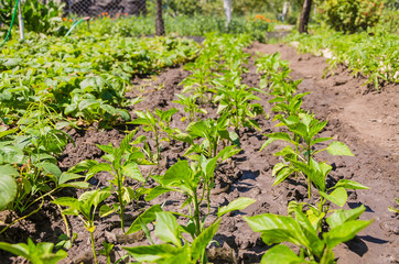 A row of green peppers on my dacha