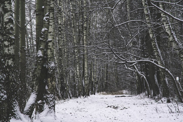 winter forest