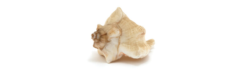 Sea shell on a white background in the center of the image.