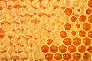 Background structure of bee honeycombs