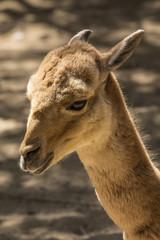 Vicuna