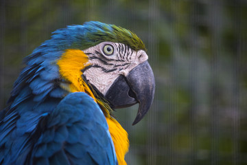 Macaw Parrot