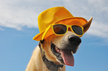 funny dog in summer hat and with sunglasses