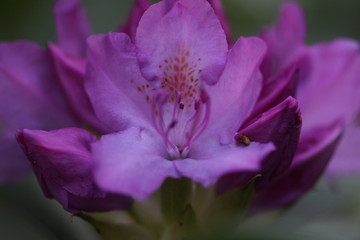 Fototapeta na wymiar Rhododendron Blossom Macro