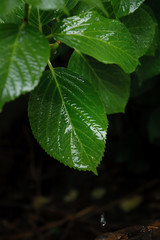 Fresh green chrysanthemum leaves with dew drops closeup