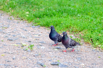 Two gray doves go to each other on the sidewalk along the fence. Color image of two gray pigeons on asphalt. Work with two pigeons on a city background.