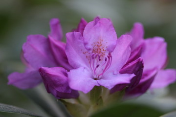 Fototapeta na wymiar Rhododendron Blossom Macro