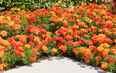 Tagetes patula (French Marigold), Isle Mainau