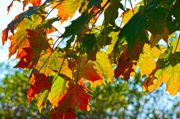 Colorful autumn leaves of a maple (Genus Acer) in sunlight