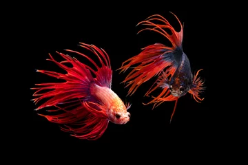 Fotobehang The moving moment beautiful of siamese betta fish or crown tail fish in thailand on black background.  © Soonthorn