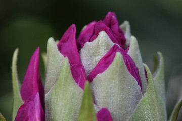 Rhododendron Blossom Macro