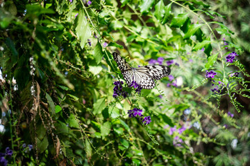 A yellow and black butterfly sitting on a purple flower