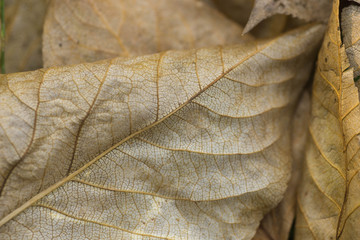 golden poplar dried leaf macro