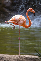 Flamingo