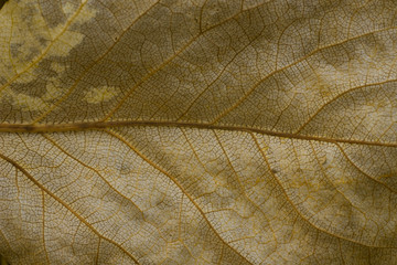 golden poplar dried leaf macro