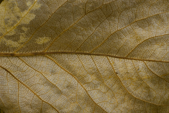 Golden Poplar Dried Leaf Macro