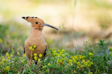 The hoopoe (Upupa epops) stands in the grass © Tatiana