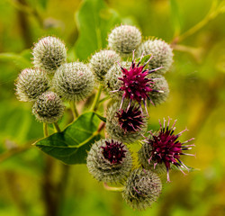 July.There is a thorny thistles