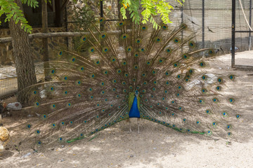 Obraz premium Peacock Displaying
