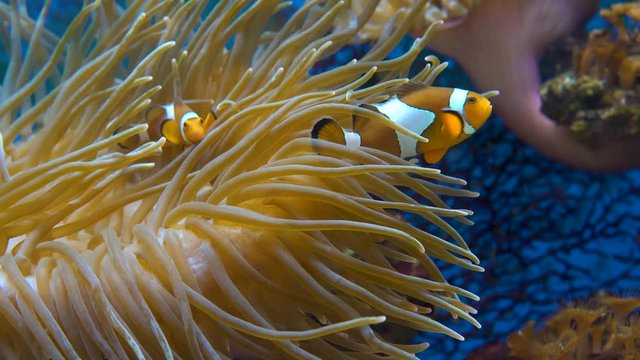 Orange clownfish. Amphiprion percula swims between the tentacles of the sea anemone. Close up.